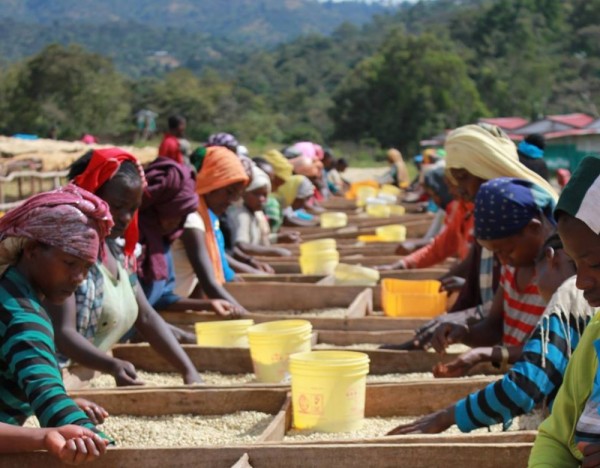 Fair Trade, Fair Wage? Research evidence from Ethiopia and Uganda - 17.03.15