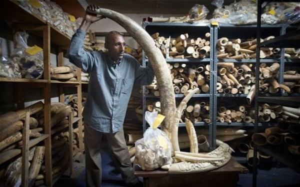 Ethiopian Aims to Eradicate Illegal Wildlife Trade